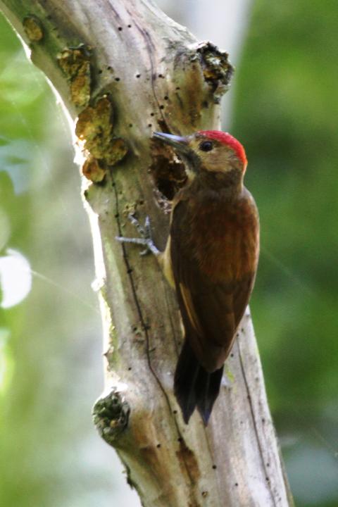 Smoky Brown Woodpecker